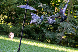 Photo Pigeon